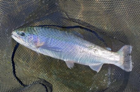 ポカポカの一日 ～天竜川ルアーフライテンカラ専用区～